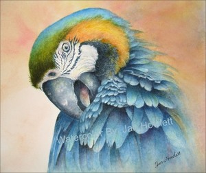 Lady Bird-Blue Macaw