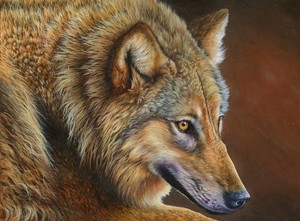 wolf portrait