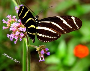 Striped Butterfly