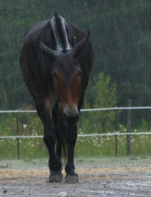 Summer Rain