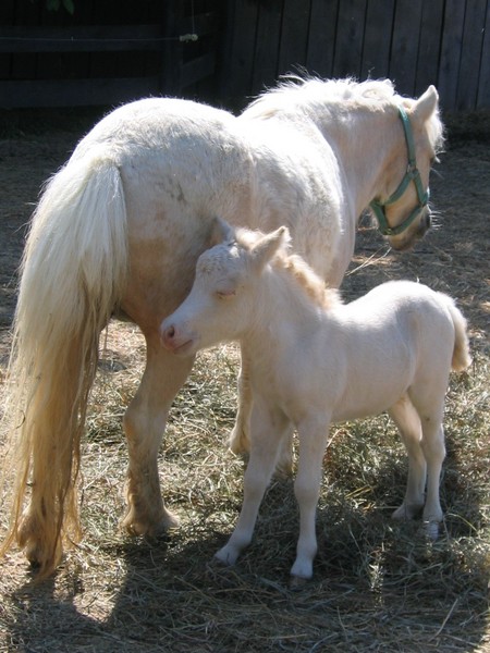 Albino Foal