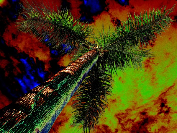 Psychedelic Palm Tree By Jordon Slaght 1937