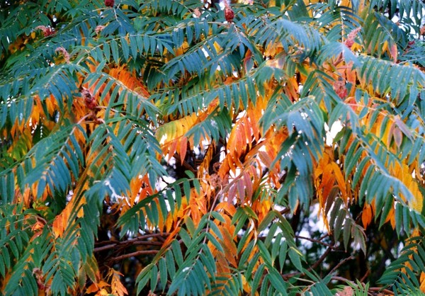 Fall Sumac 2