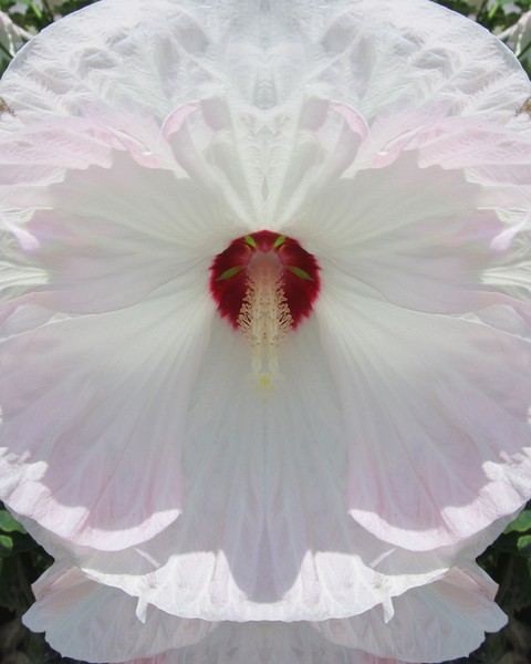 Click to View Image
