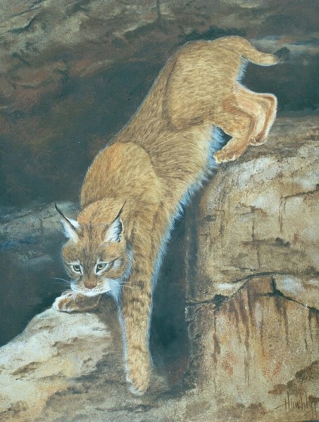 Asian Lynx 86