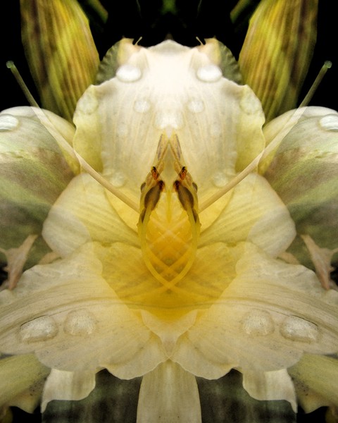 Click to View Image