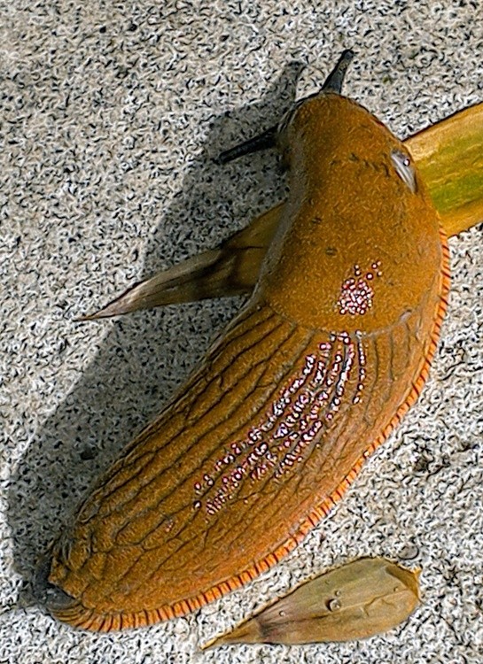 Slugs Naked Snails By Marie Jos Laurier Artwanted