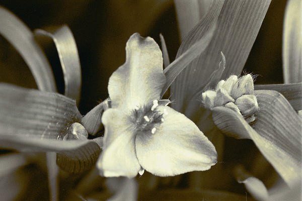 Spiderwort