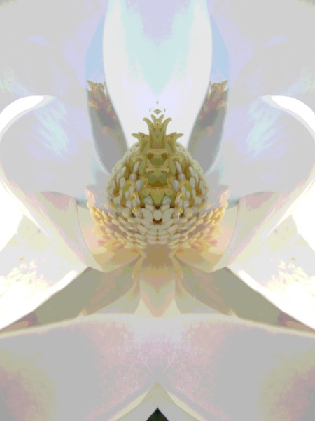 Magnolia