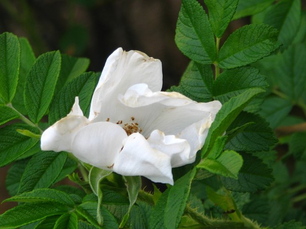 MIDSUMMER ROSE