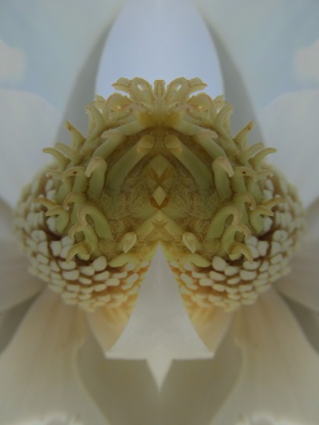 Magnolia