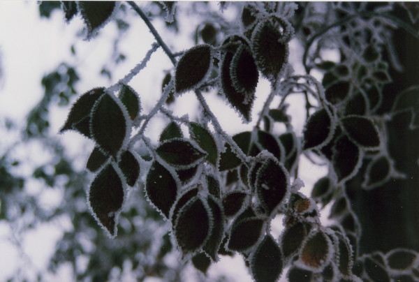 Frosty Leaves 2