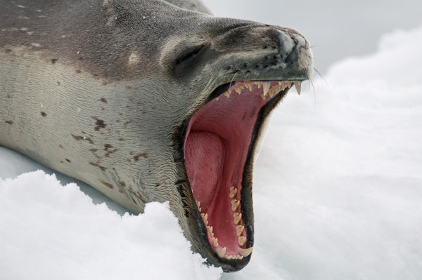 Antarctic Sea Lion Antarctic Sea Lion