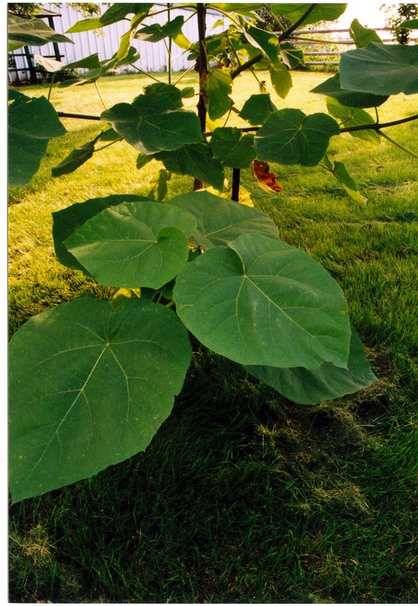 Big Green Leaves
