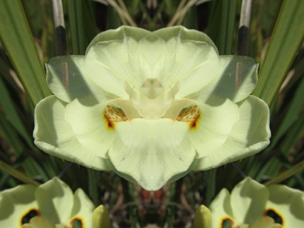 Pampas Flower