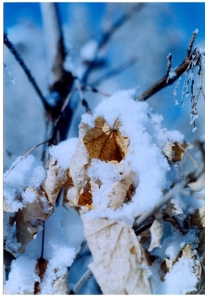 Frosty leave