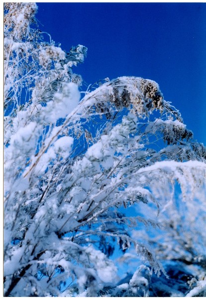 Frost and blue sky
