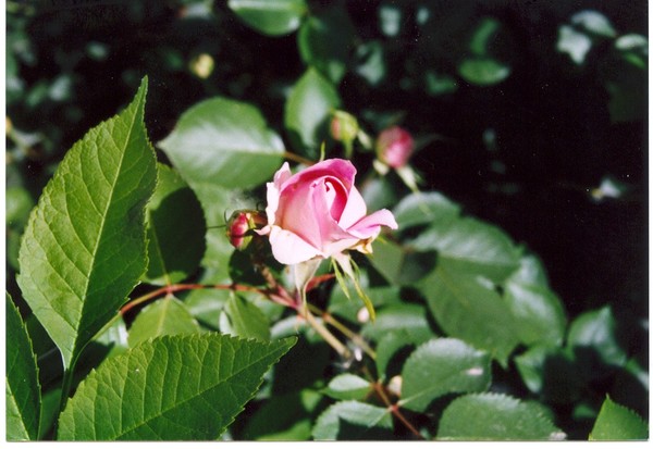 Bud
