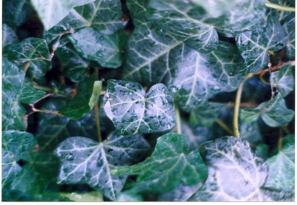 Ivy