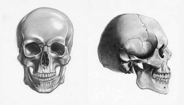 Anatomical Skulls by Row Wilson | ArtWanted.com