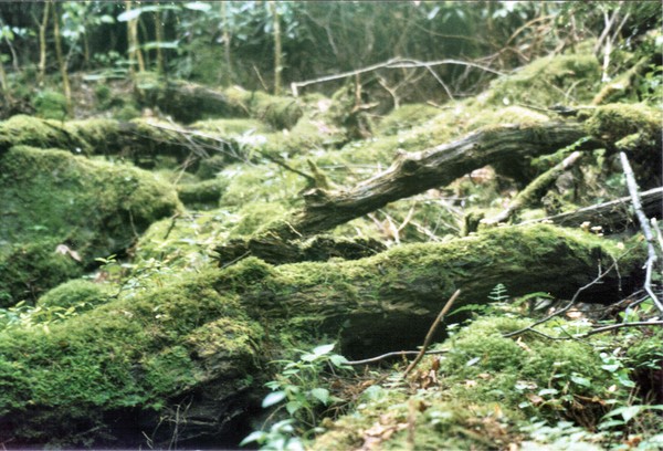 Pit & Mound Topography