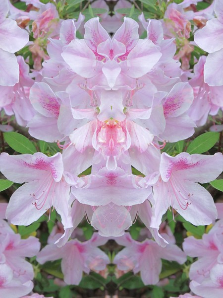 Click to View Image