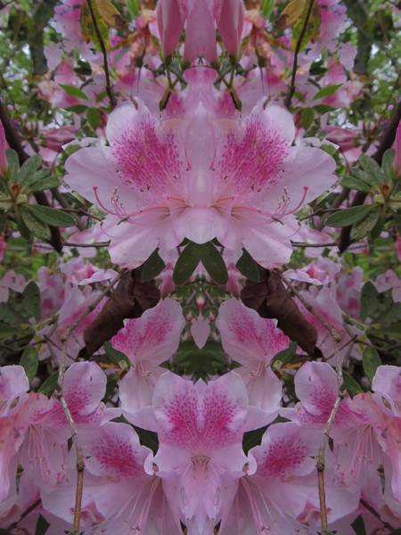 Click to View Image