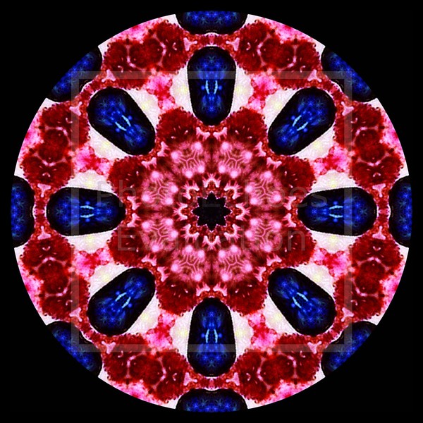 Click to View Image