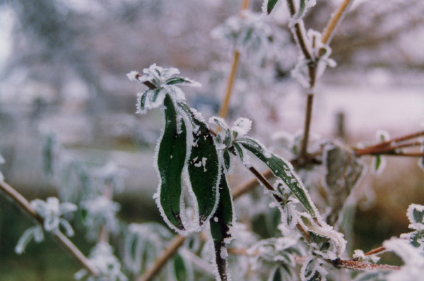 Leaves