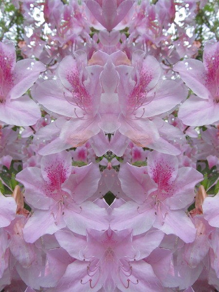 Azalea Dreams