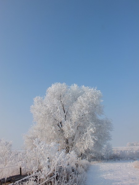 Click to View Image