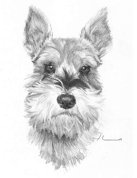 wp-lg schnauzer drawing by mike theuer | ArtWanted.com
