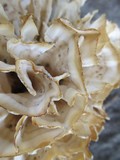 Fungus