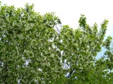 Dogwood Blossoms