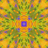 Pansies
