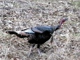 Wild Turkeys Near Home