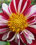 Yellow Center