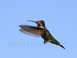 Black Chin Hummingbird