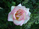 Edged in Pink