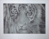 ...Bamboo Eyes S/N Print