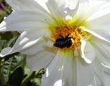 Bee & Dahlia~2