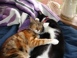 Cat Team! Napping 0038