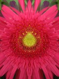 Click to View Image