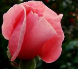 Holly's Roses