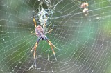 Under side of Golden Orb Weaving Spider