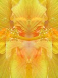 Click to View Image