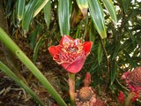 Flowers 0023