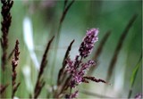Click to View Image