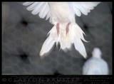 Aviary Art