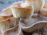 Fungus